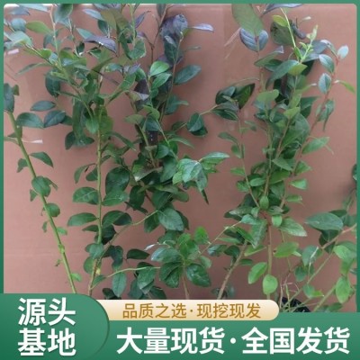 2年生蓝莓苗 果肉紧密细致 带土发货 地径1.4cm图5