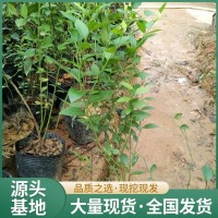 奥尼尔蓝莓苗 1-5年生蓝莓果树批发 丰产稳定