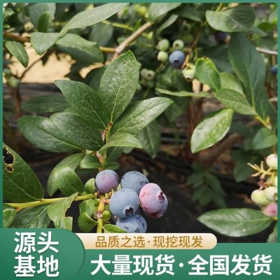 奥尼尔蓝莓苗 1-5年生蓝莓果树批发 丰产稳定图5