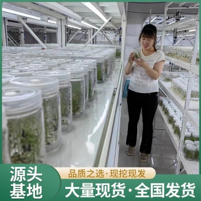 蓝莓树苗批发 地栽盆栽露天种植 果粉多 源头直发图4