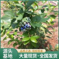 高产蓝莓果苗 果肉紧实 裂果少 易养护 旺宝种植园