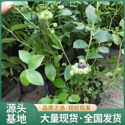 高产蓝莓果苗 果肉紧实 裂果少 易养护 旺宝种植园图3