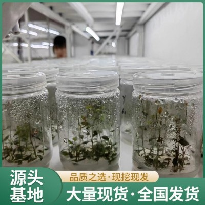 地栽蓝莓苗 晚熟品种 果肉紧实多汁 旺宝种植基地图5