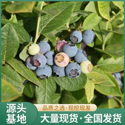 地栽蓝莓苗 晚熟品种 果肉紧实多汁 