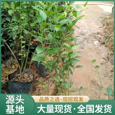 地栽蓝莓苗 晚熟品种 果肉紧实多汁 旺宝种植基地图3