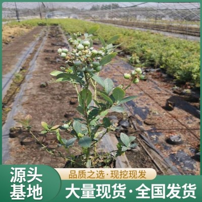 地栽蓝莓苗 晚熟品种 果肉紧实多汁 旺宝种植基地图4